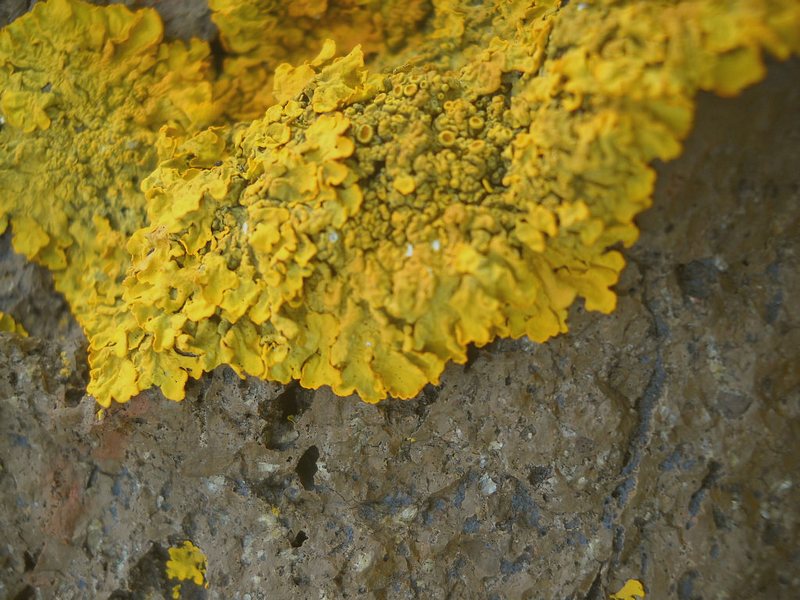 licheni su un ..nuraghe ''ruju''